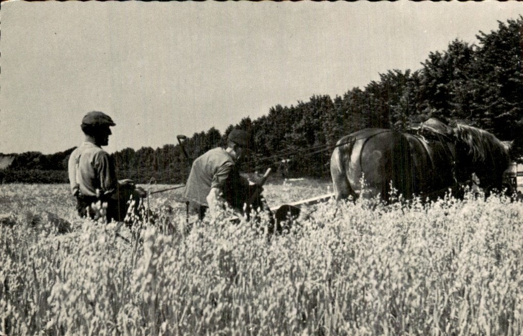 Aalten - Haveroogst - Uitgave De Graafschap, Ophalen of Verzenden, 1920 tot 1940, Ongelopen, Gelderland