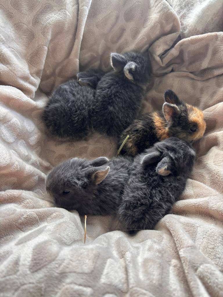 Baby konijntjes, Dieren en Toebehoren, Konijnen, Geslacht onbekend, Middelgroot, 0 tot 2 jaar