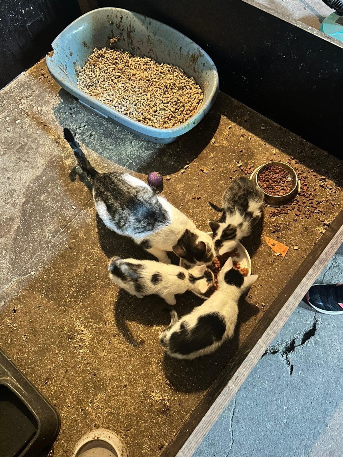 Kittens, Dieren en Toebehoren, Meerdere dieren, Ontwormd, 0 tot 2 jaar