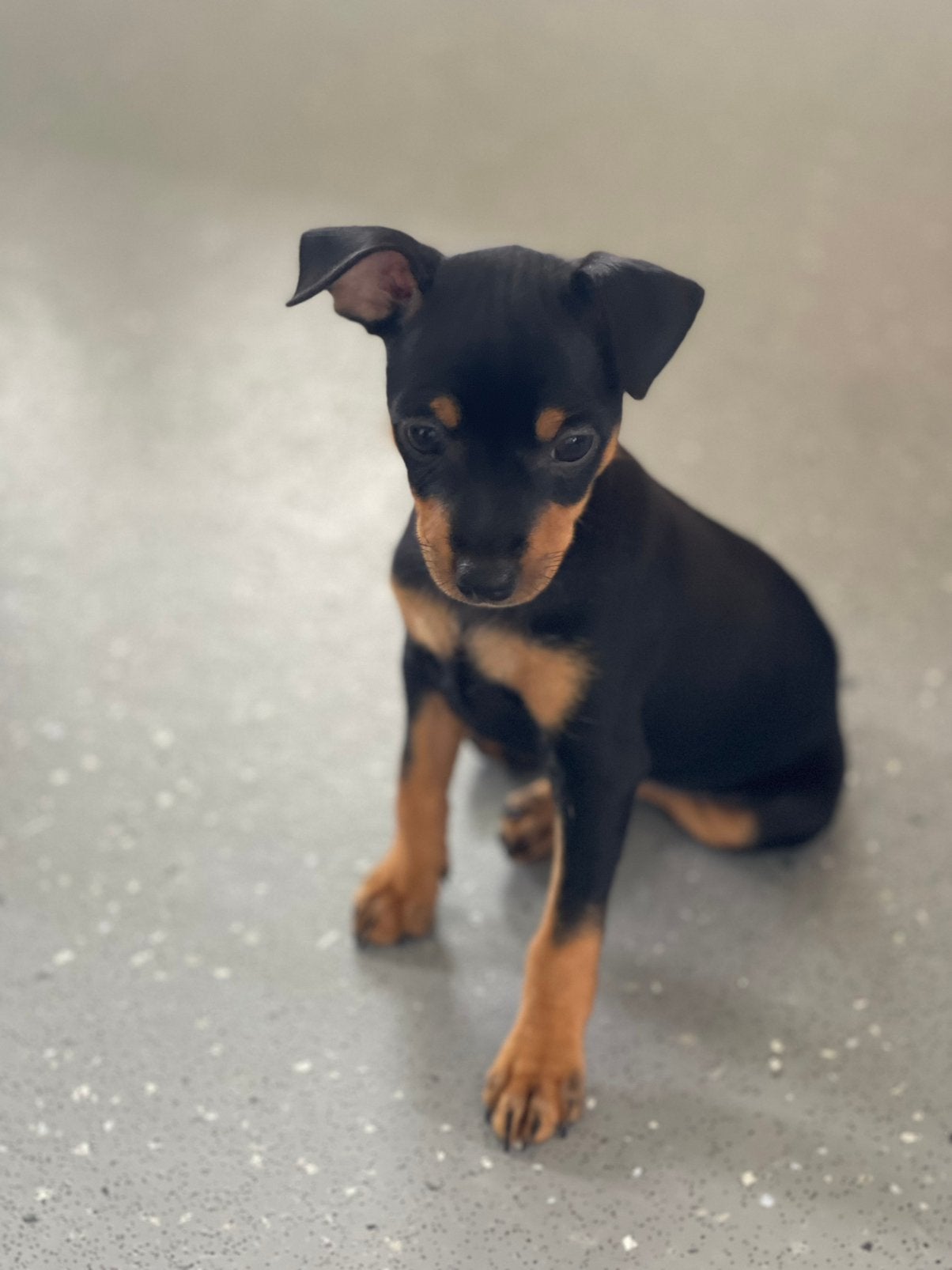 Nog 2 teefjes Dwerg Pinscher pups beschikbaar, Dieren en Toebehoren, Parvo, 8 tot 15 weken, Meerdere, Meerdere dieren