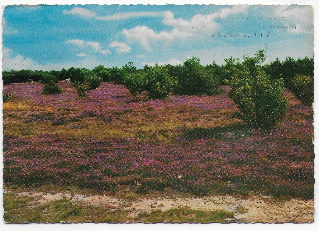 Eerbeek heide gelopen Ansichtkaart (B2821 ), Ophalen of Verzenden, 1980 tot heden, Gelopen