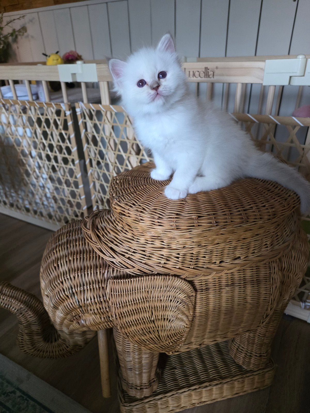 Heilige Birmaan kittens( katers) met stamboom, Kater, Met stamboom, 0 tot 2 jaar