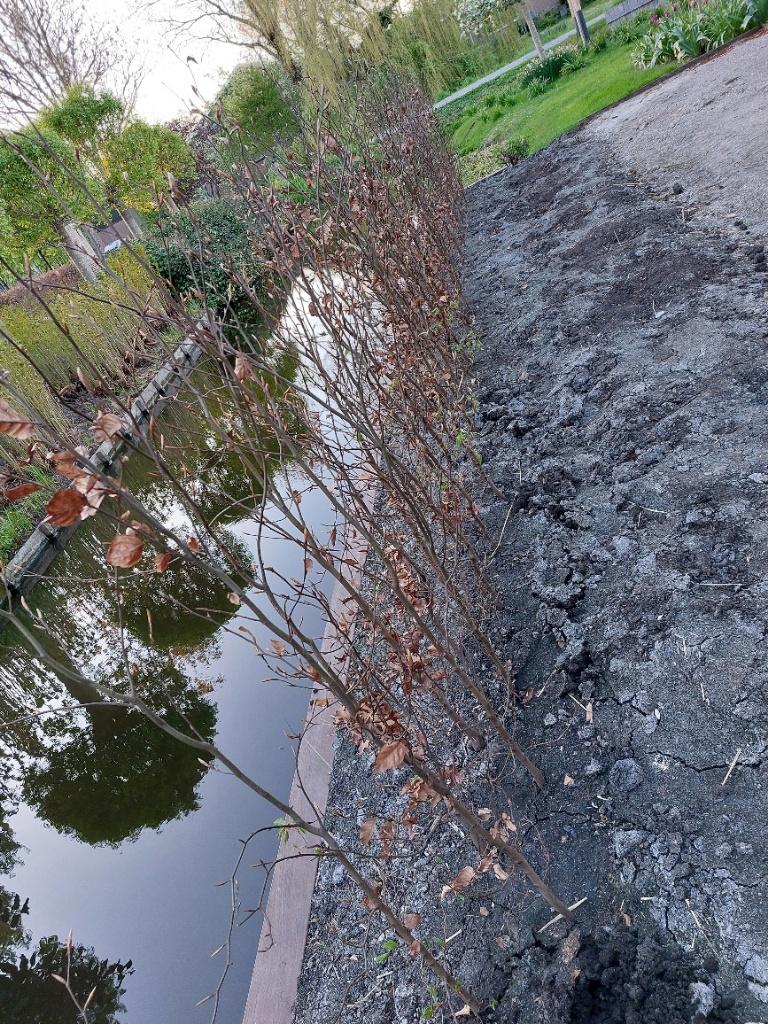 Prachtige beuken Fagus Sylvatica 150/175cm hoog wortelgoed, Tuin en Terras, Planten | Struiken en Hagen, Ophalen, Beukenhaag, Haag