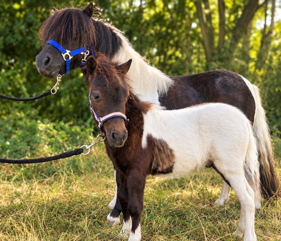 Super lieve bonte merrie met veulen PRACHTIG SPAN!, Merrie, Met stamboom, A pony (tot 1.17m), 3 tot 6 jaar