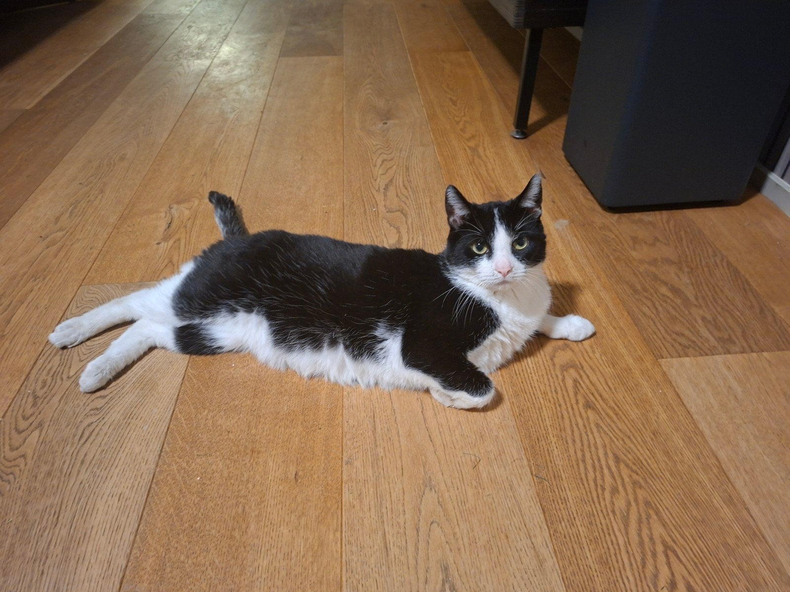 binkie, Kater, 0 tot 2 jaar
