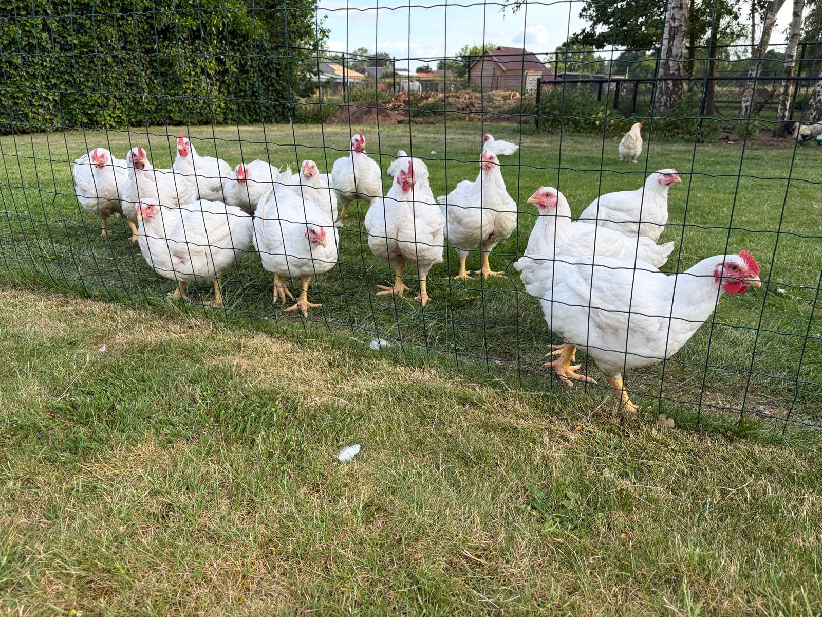 Vleeskuikens, Dieren en Toebehoren, Geslacht onbekend, Kip