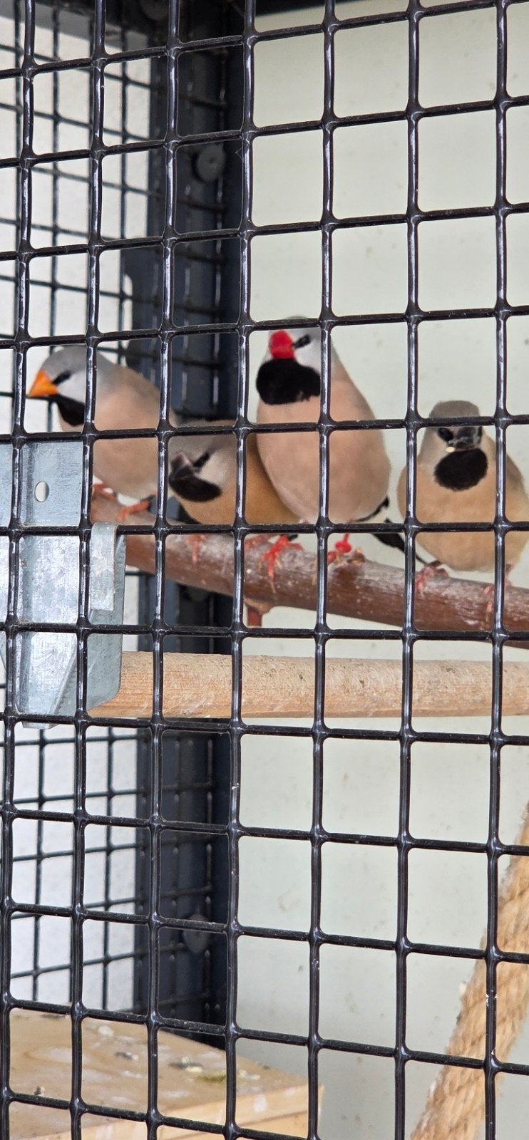 jonge spitsstaart amadines., Geslacht onbekend, Tropenvogel