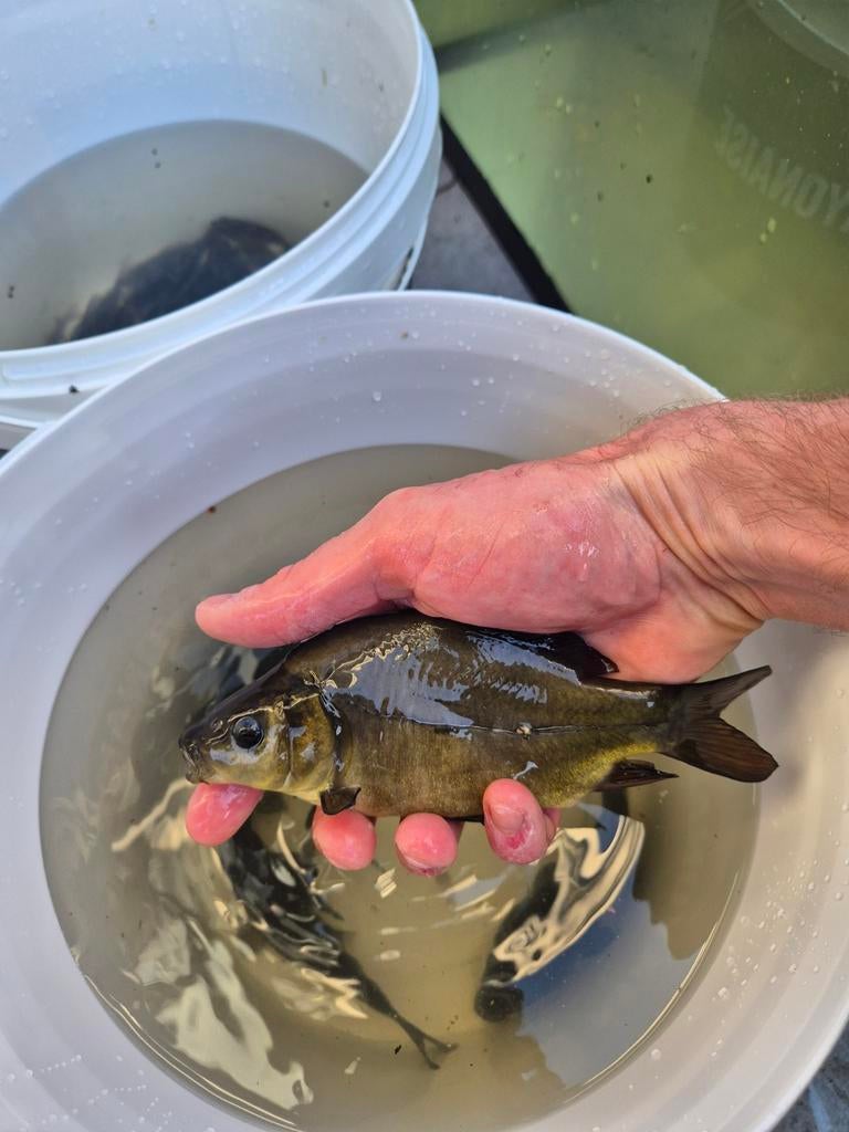 3x spiegelkarper 15 a 20 cm, Dieren en Toebehoren, Vissen | Vijvervissen, Karper of Koi