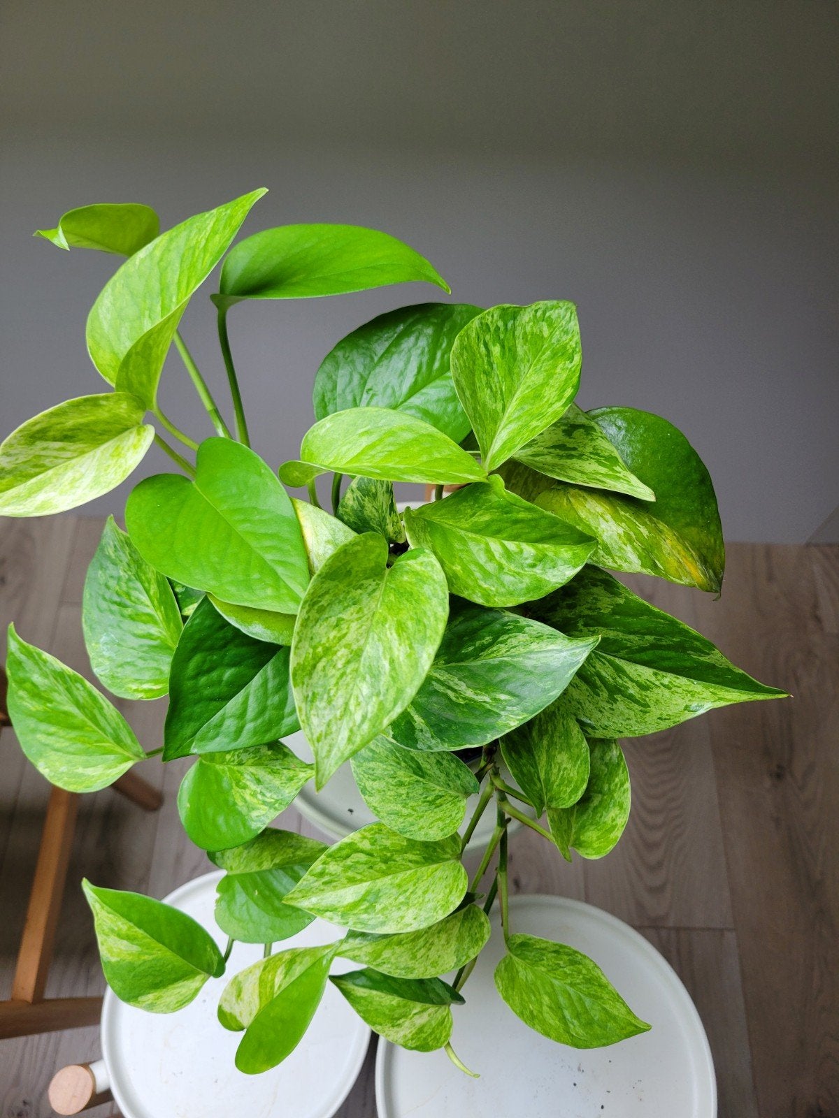 Marble Queen Pothos, Overige soorten, In pot, Groene kamerplant, Halfschaduw