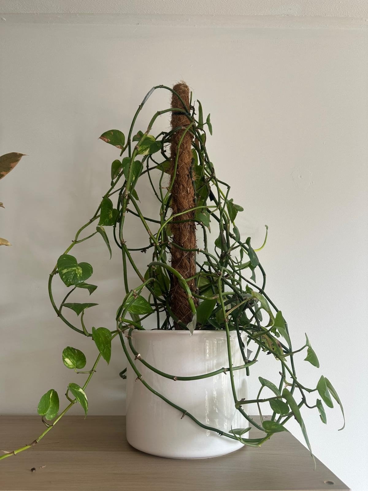 Grote Epipremnum Aureum (Scindapsus) met mosstok, Ophalen, 100 tot 150 cm, Overige soorten, Halfschaduw