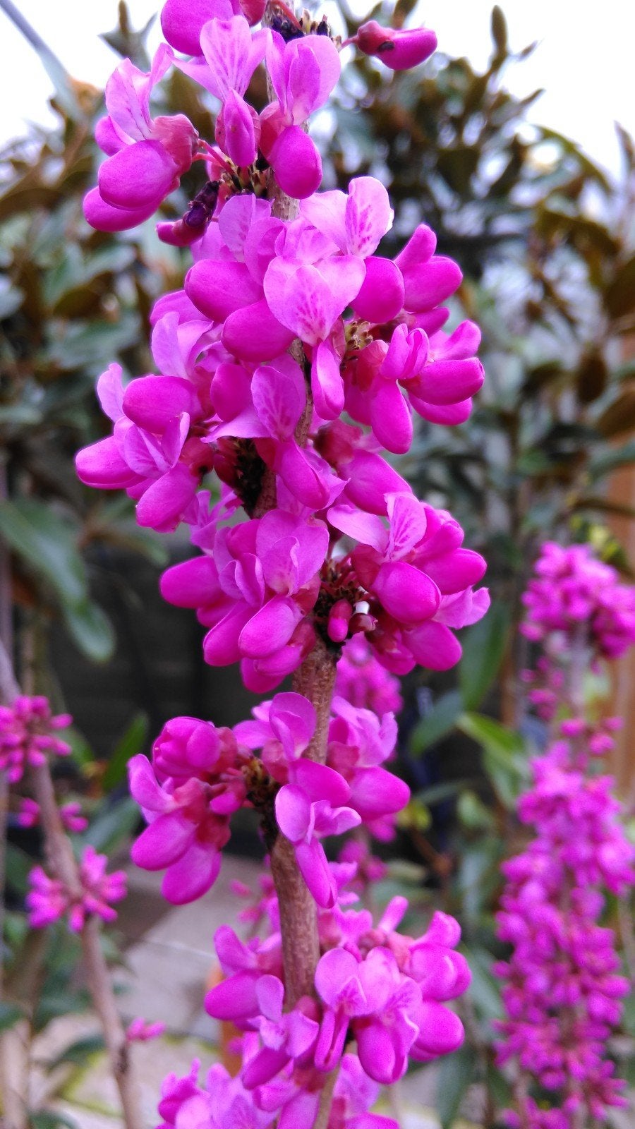 Cercis canadensis Oklahoma  / nieuw ‼️‼️ / zeldzaam, Tuin en Terras, Planten | Bomen, Lente, 250 tot 400 cm, Ophalen, Volle zon