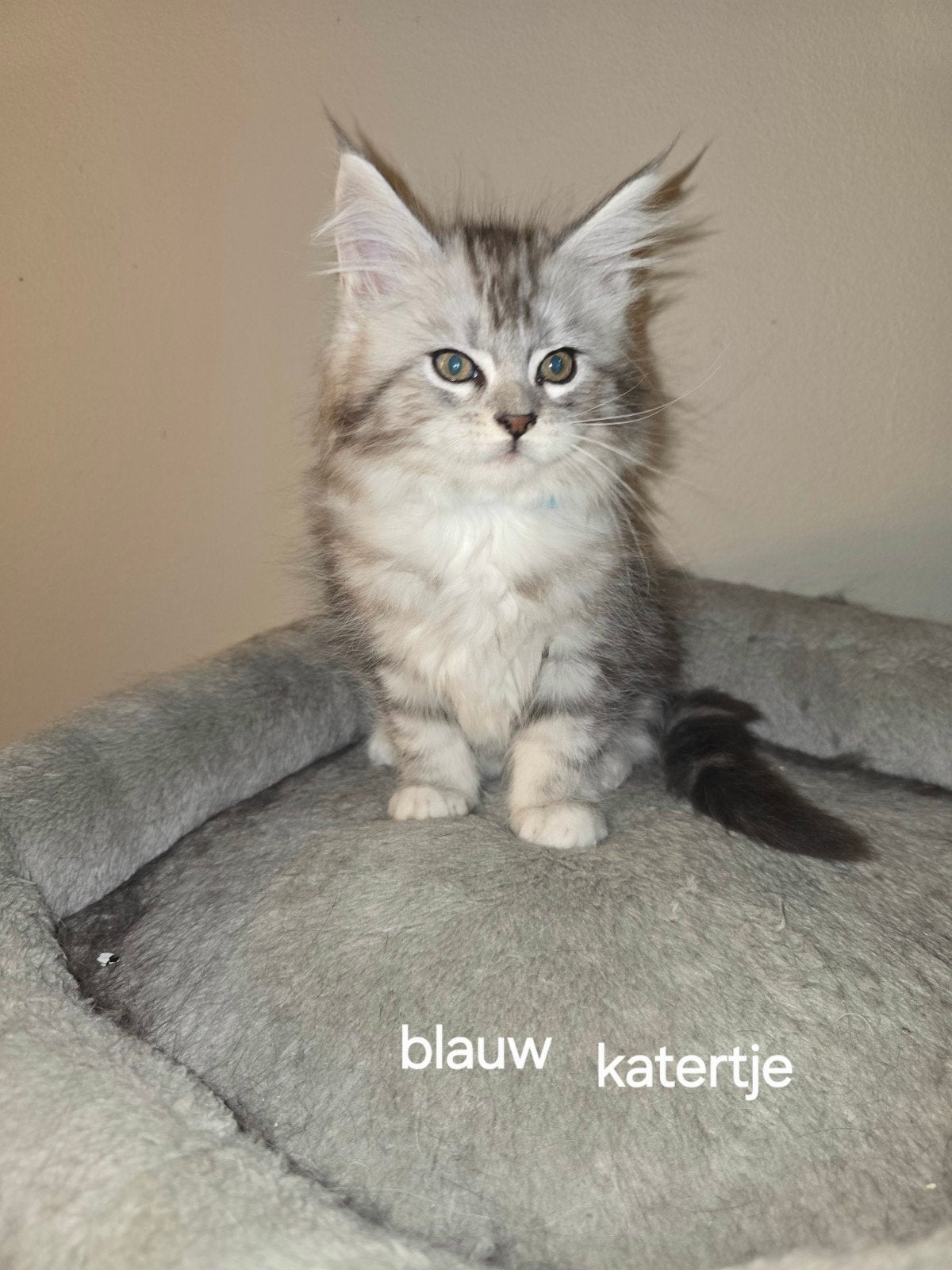 prachtige main coon kittens, Meerdere dieren, Gechipt, 0 tot 2 jaar