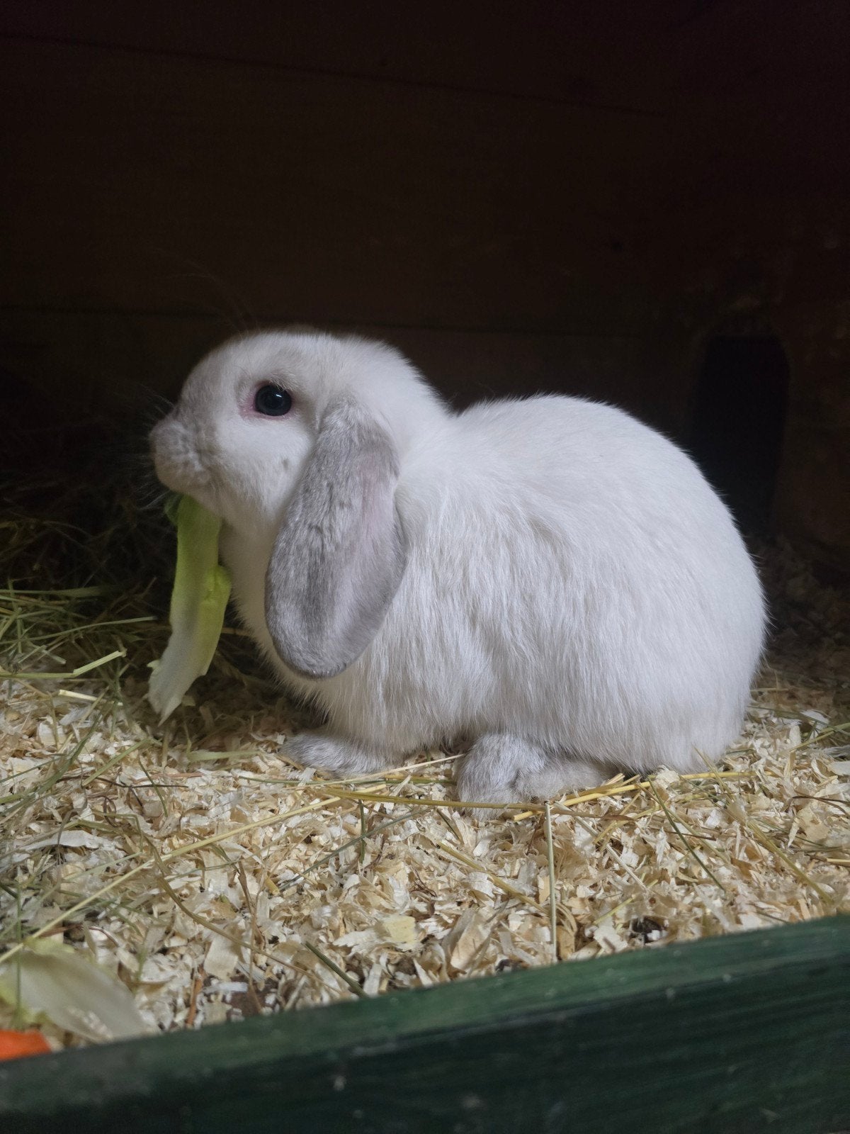 leuk jong minilop rammetje, Dieren en Toebehoren, Konijnen, Mannelijk, Dwerg, Hangoor, 0 tot 2 jaar