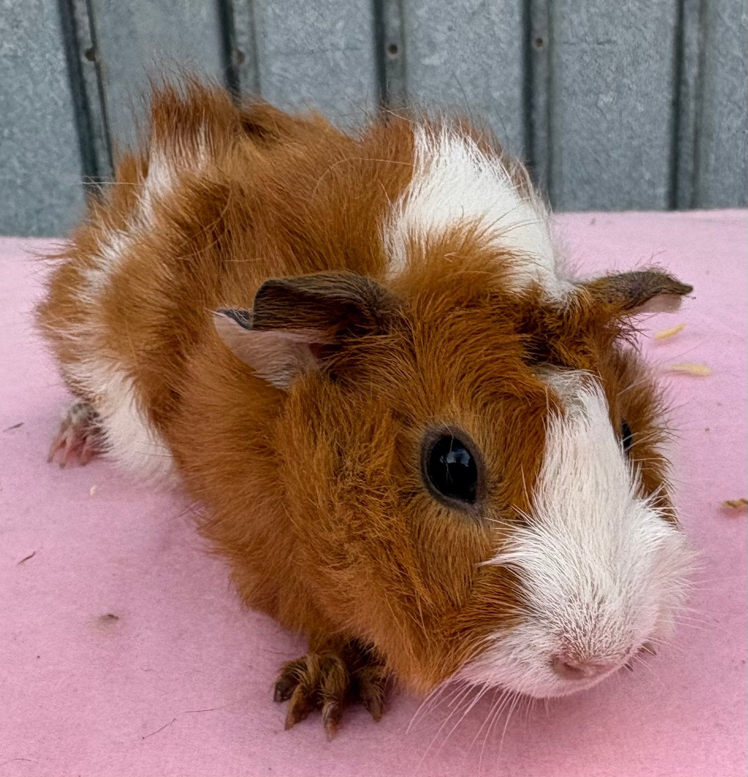 Cavia zeugjes, Dieren en Toebehoren, Mei, Vrouwelijk, Cavia