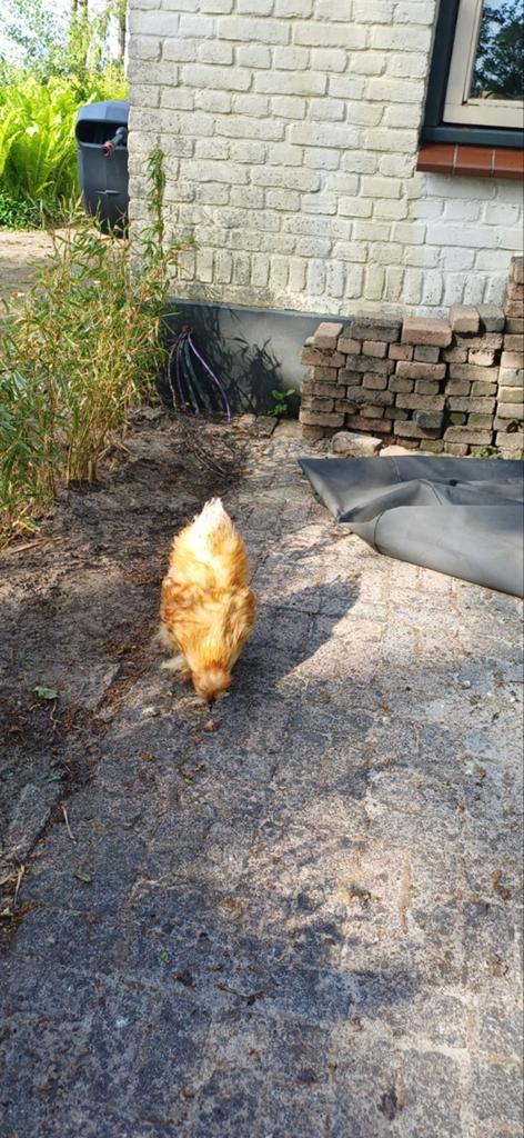 2 zijdehoendjes. Gratis op te halen., Dieren en Toebehoren, Mannelijk, Kip