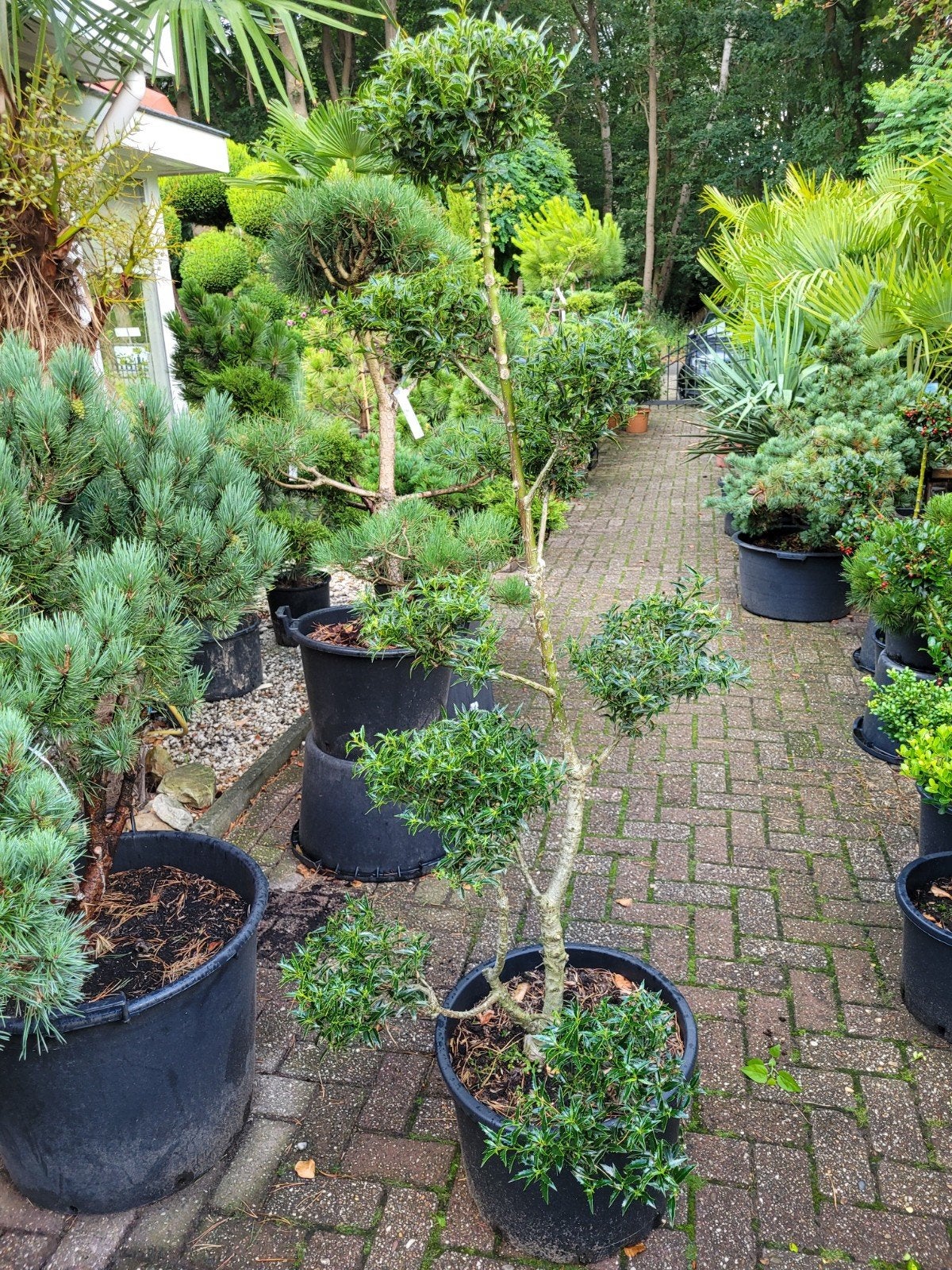 Ilex Myrifolia Vormsnoei 170cm hoog - Nu voor 89€!, Ophalen, Overige soorten, Volle zon