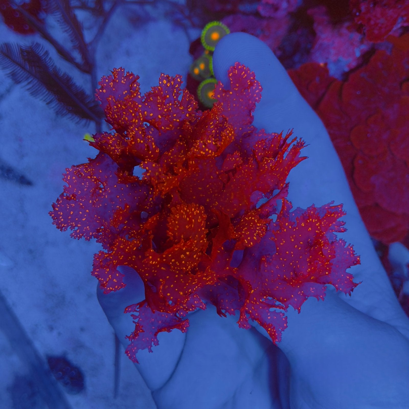 Macro Alg Zeewier | Zeeaquarium, Ophalen, Volle zon
