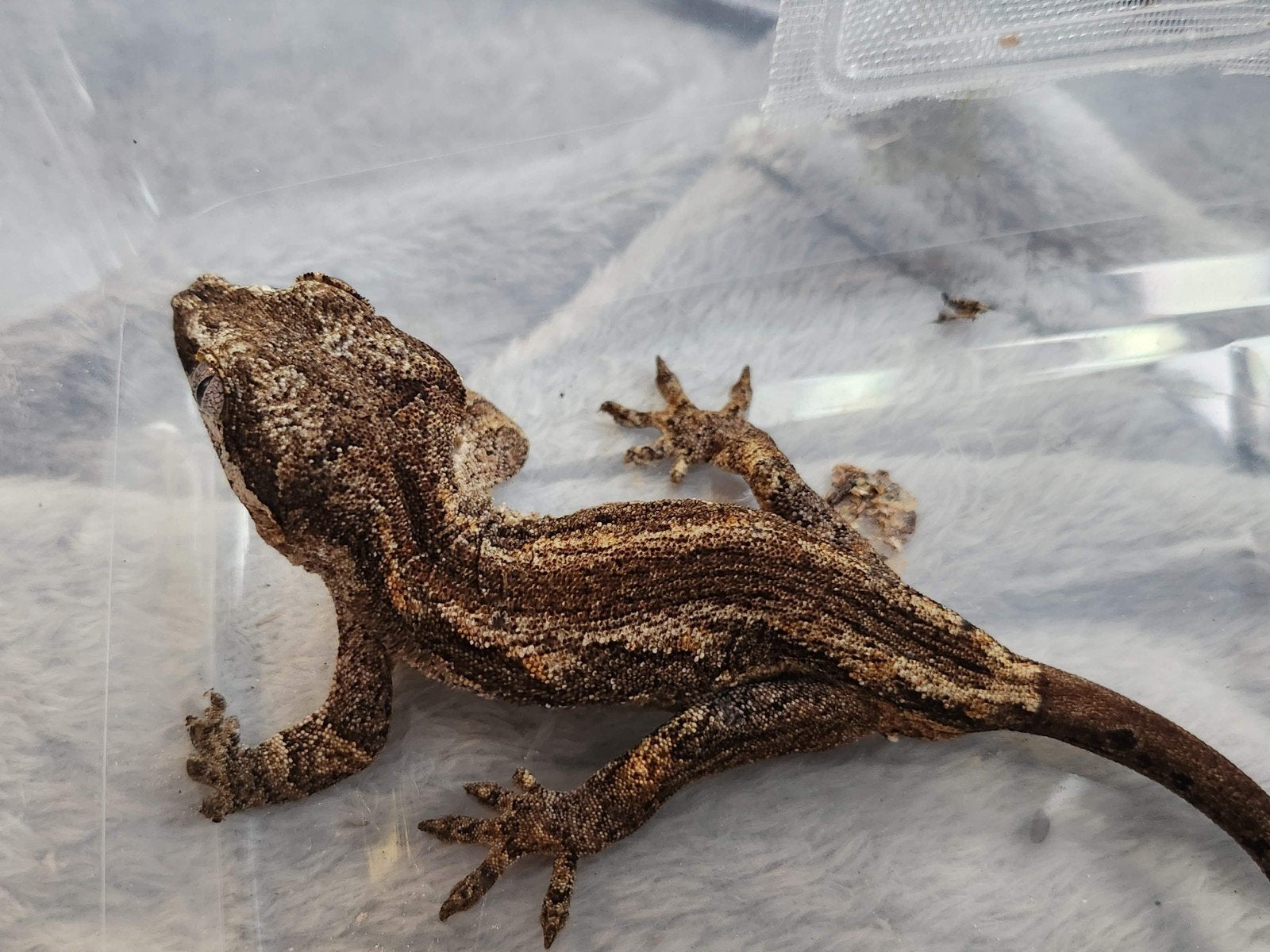 2 jonge div gargoyle gekko, Dieren en Toebehoren, Reptielen en Amfibieën, Hagedis, Tam, 0 tot 2 jaar