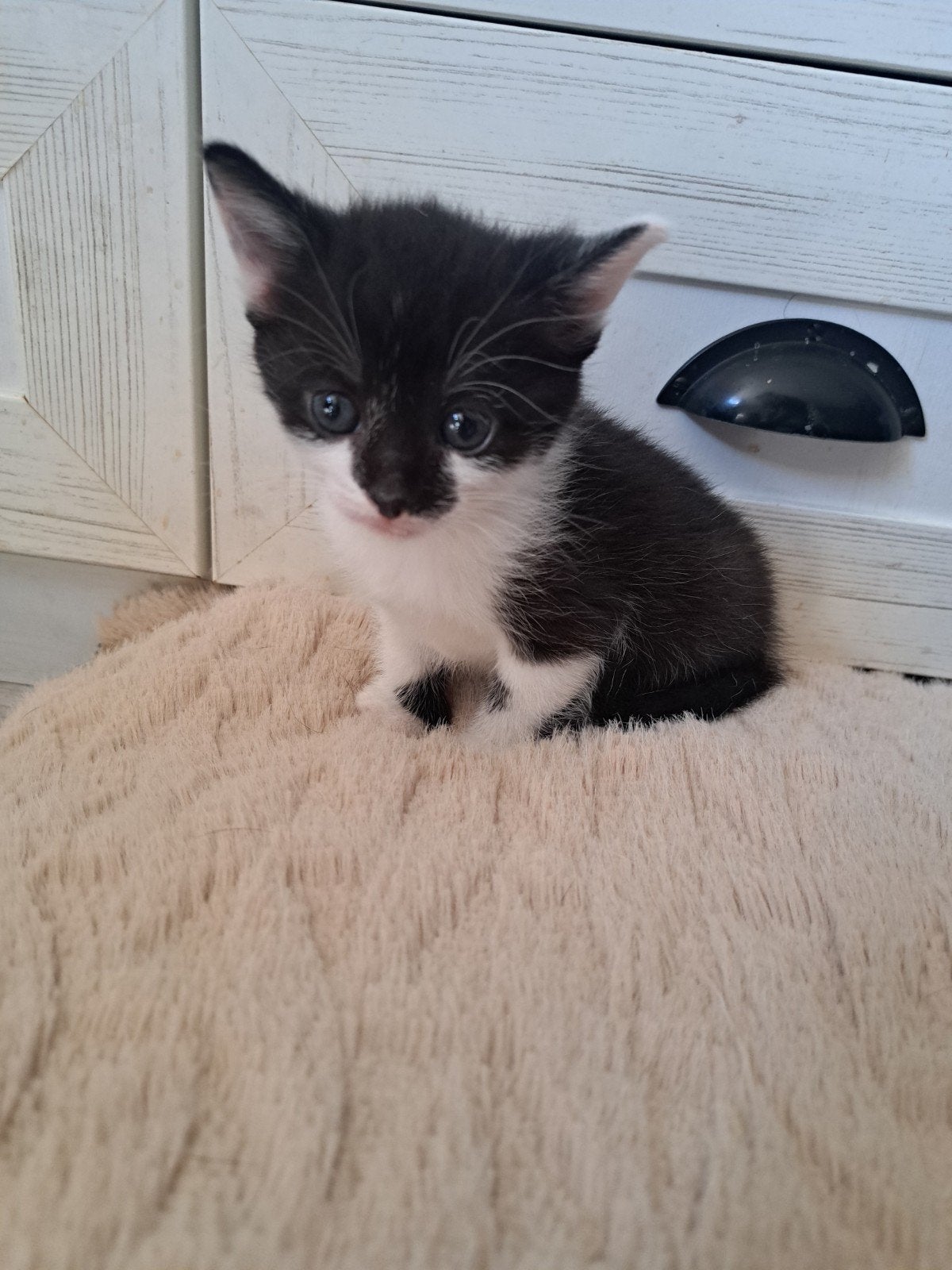 nestje kittens, Dieren en Toebehoren, Katten en Kittens | Overige Katten, Meerdere dieren, Kortharig