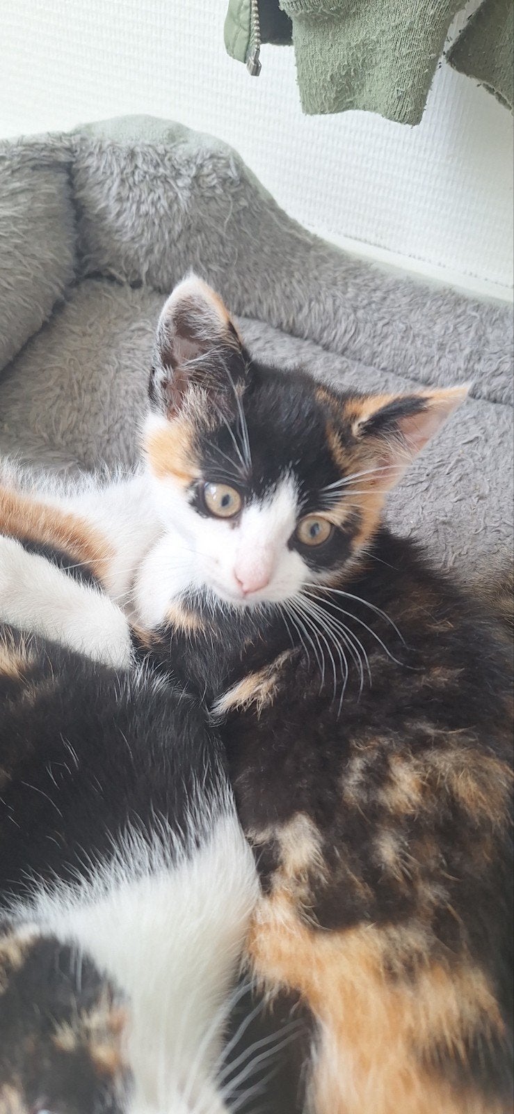 Heel mooi en aanhankelijk lapjes kitten aangeboden, Poes