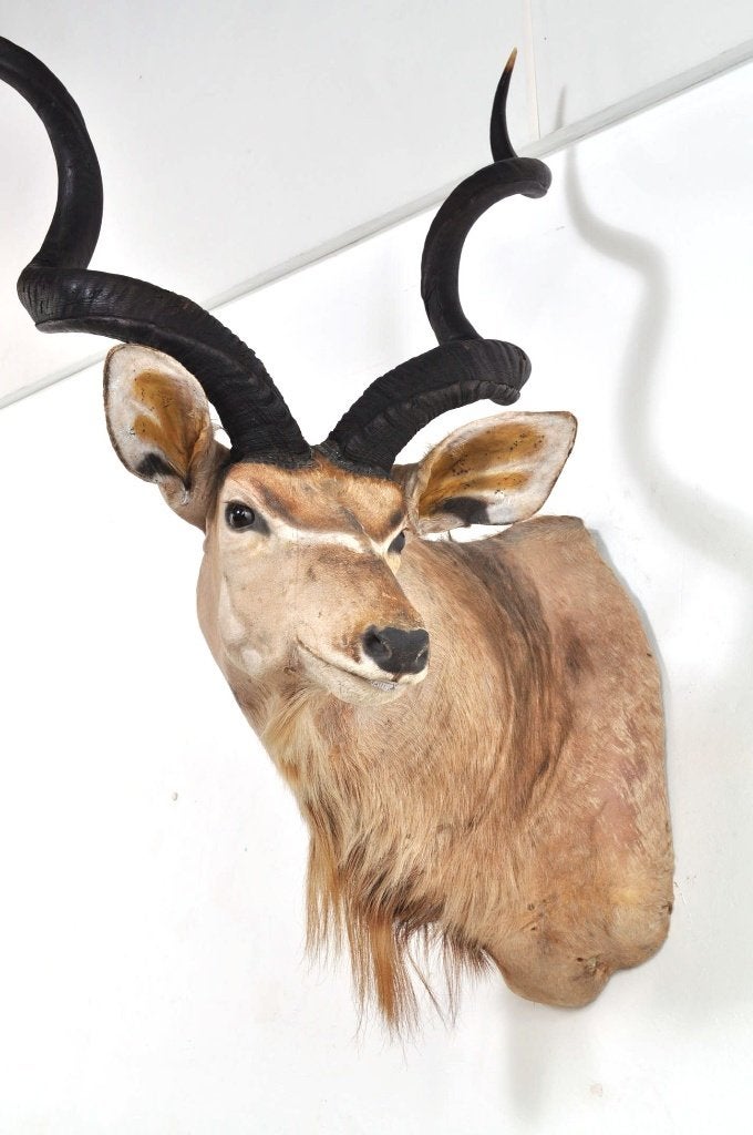 Grote opgezette koedoe hoorns kop Afrika antilope EYECATCHER, Ophalen of Verzenden, Gebruikt, Wild dier, Gewei of Kop
