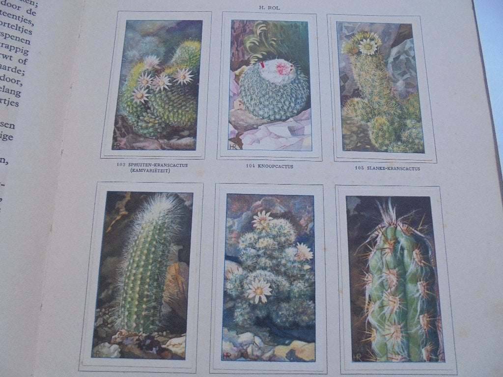 Verkade-album Cactussen plaatjesboek (RBij5-2), Ophalen of Verzenden, Gelezen
