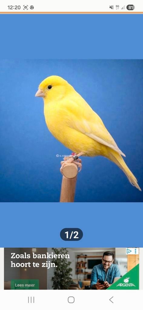 kanaries, Dieren en Toebehoren, Vogels | Kanaries, Mannelijk, Kleurkanarie