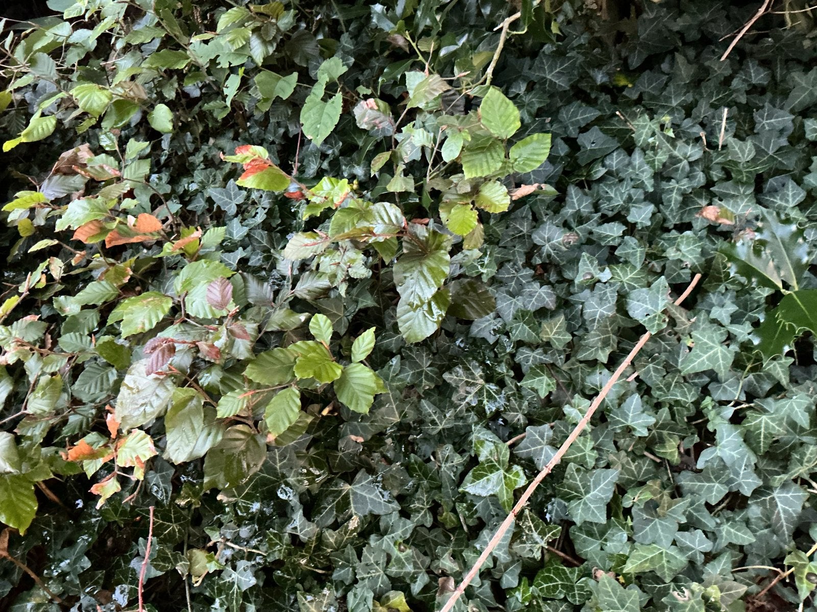 Kleine beuken, Vaste plant, Ophalen of Verzenden, Bloeit niet, Halfschaduw