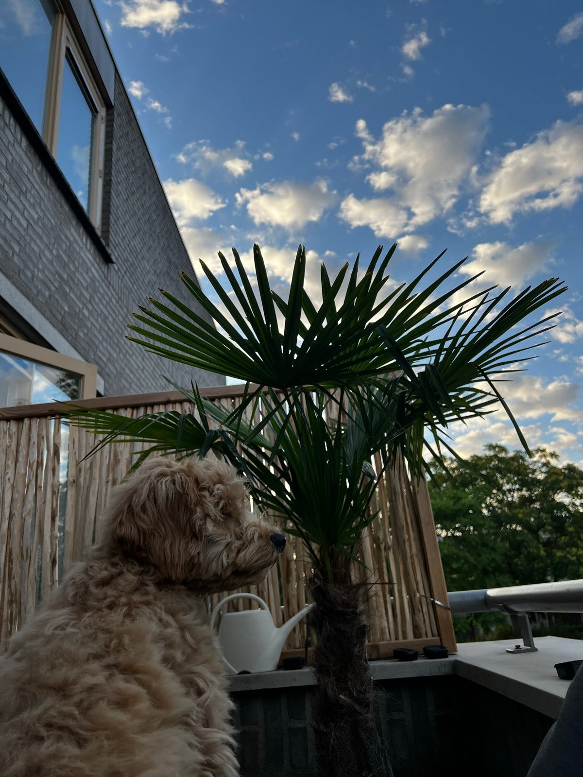 Mooie palmboom voor balkon of tuin, Volle zon, Vaste plant, Bloeit niet, Ophalen