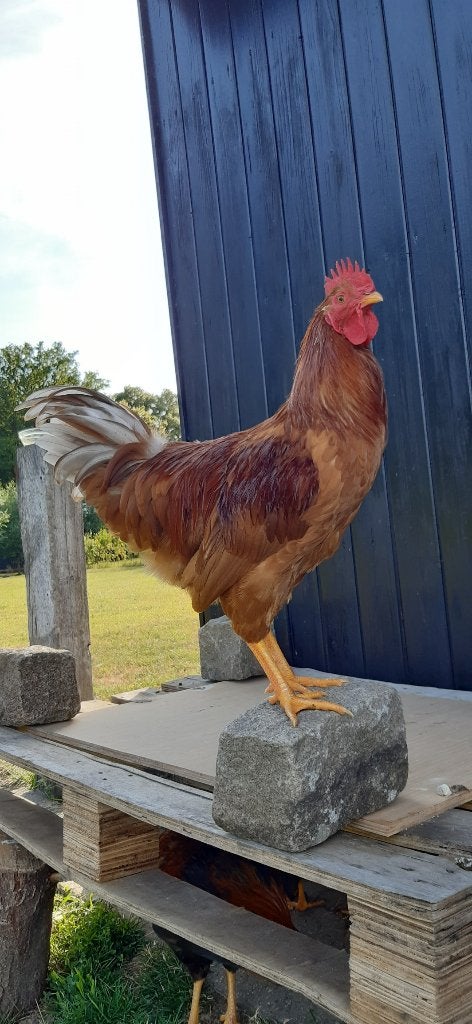 Gratis af te halen 2 hanenkuikens van ruim 15 weken oud, Dieren en Toebehoren, Vogels | Overige Vogels, Mannelijk