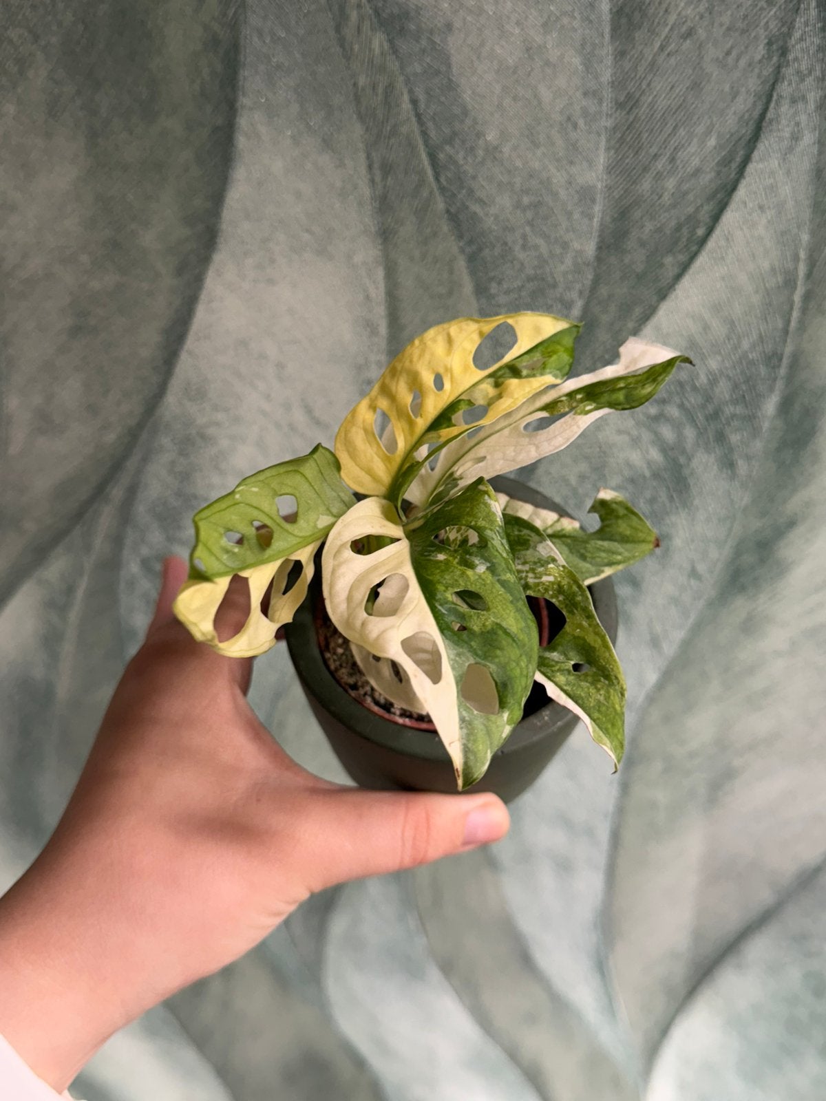 3x Monstera Adansonii Albo Variegata, Ophalen of Verzenden, Halfschaduw, Minder dan 100 cm