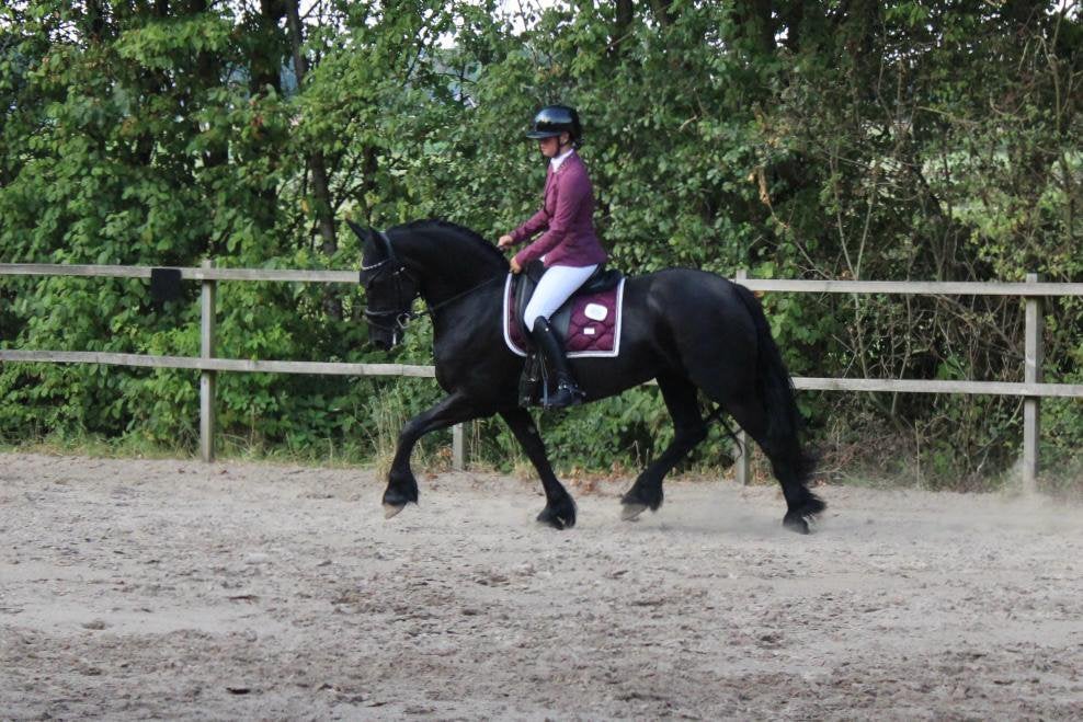 7 jarige friese merrie