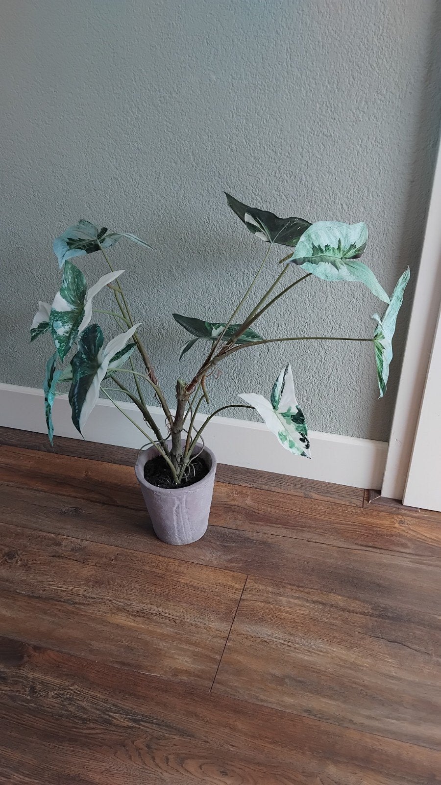 Kunstplant Silk-ka, Huis en Inrichting, Woonaccessoires | Kunstplanten en Kunstbloemen, Ophalen, Binnen, Kunstplant, Silk-ka