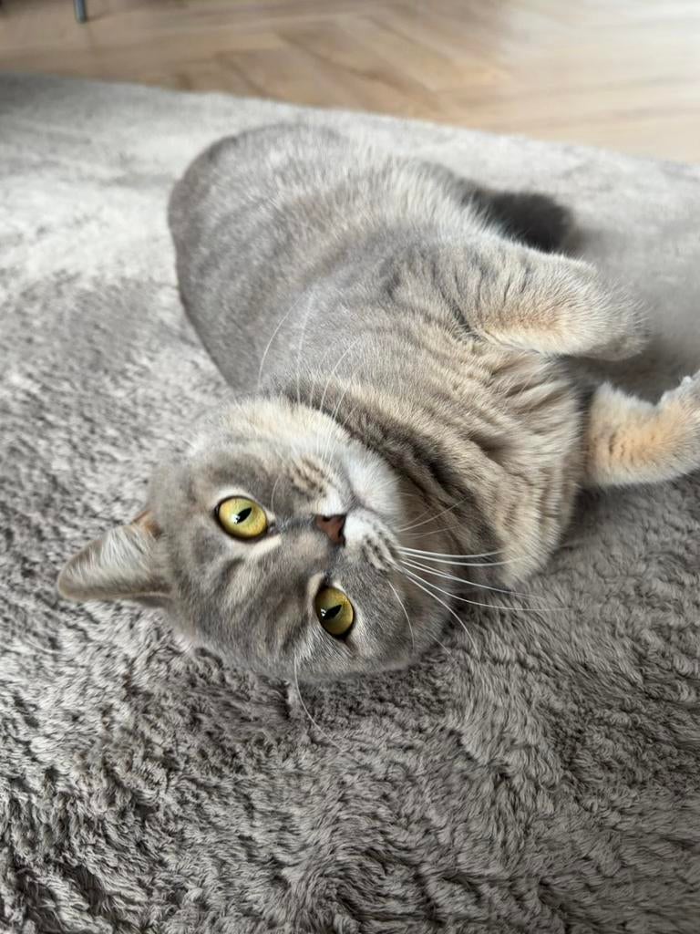 Britse korthaar Luna💖