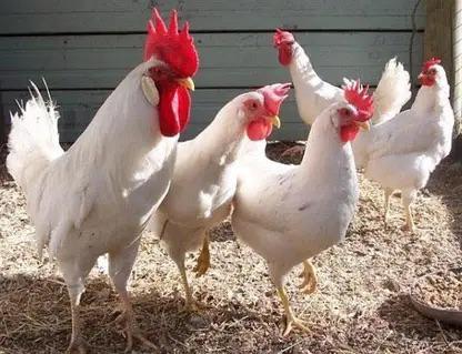 WITTE LEGHORN, BRUINE LEGKIP, LEGKIP KOEKOEK, HARCO, Meerdere dieren, Kip