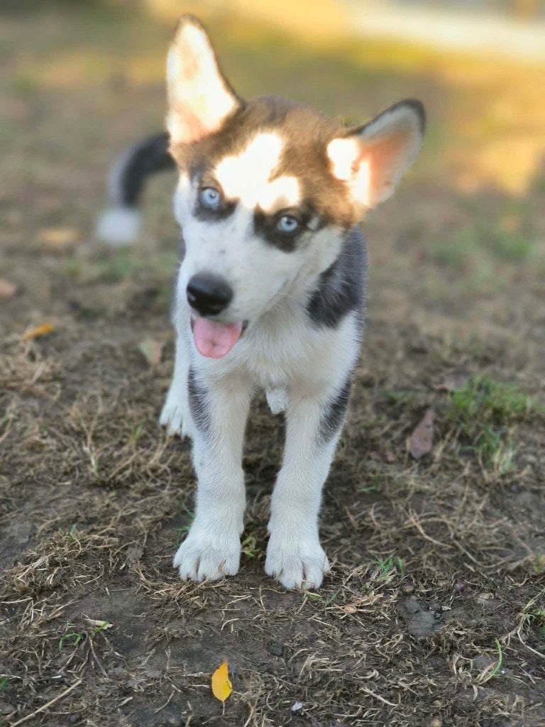Prachtige husky pups beschikbaar, Dieren en Toebehoren, Parvo, België, 8 tot 15 weken, Poolhond