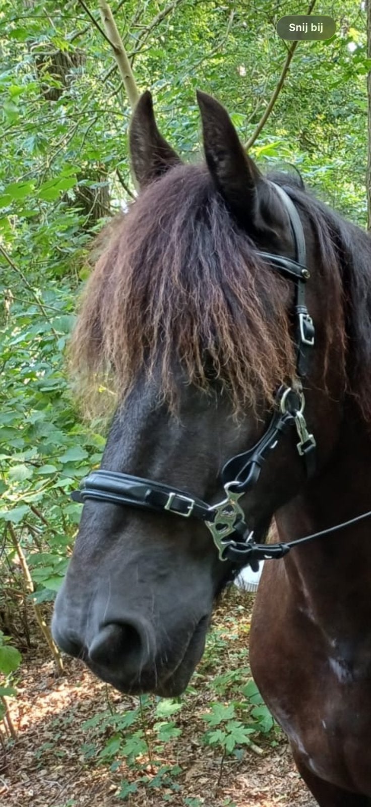 Fra hoofdstel hackamore, Ophalen of Verzenden