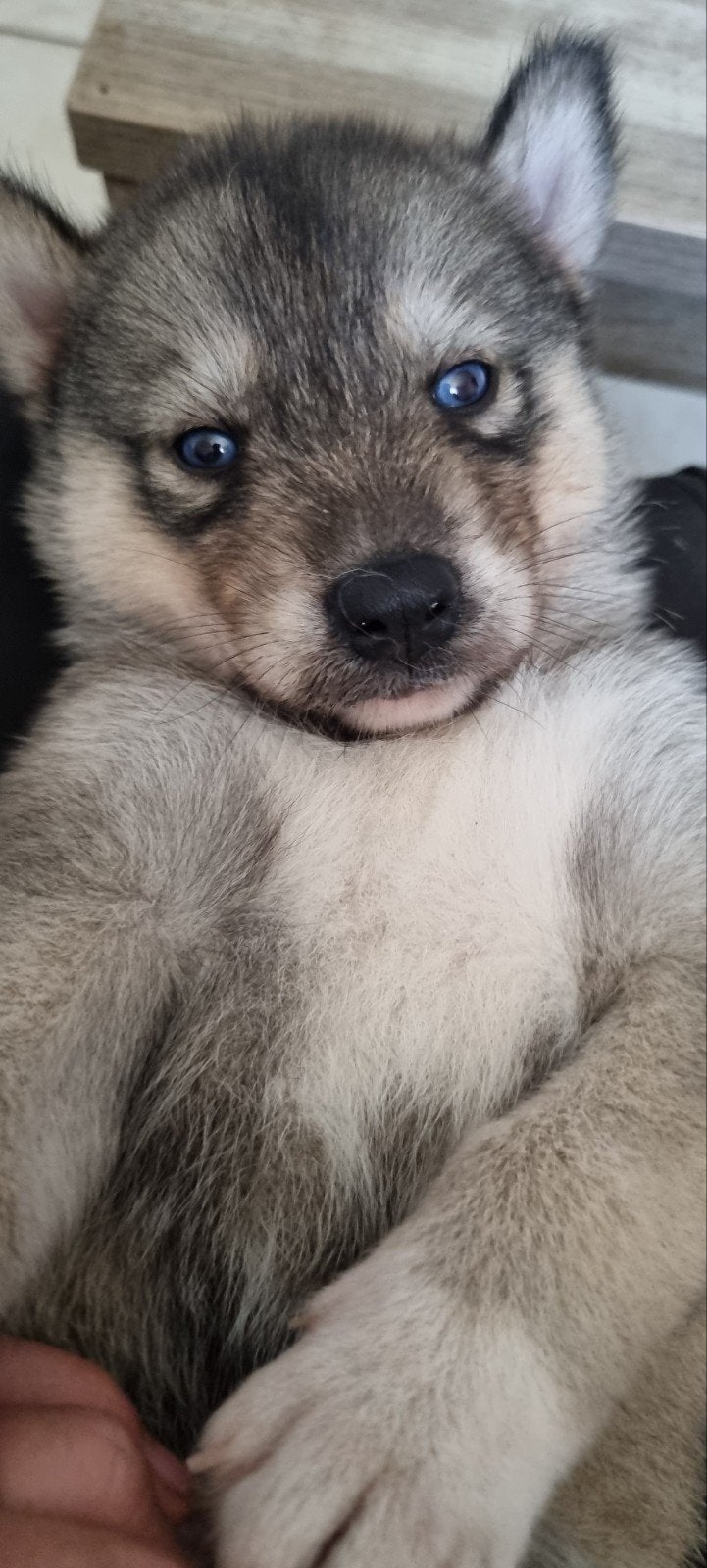 Super lieve Husky puppy's, Dieren en Toebehoren, Honden | Poolhonden, Keeshonden en Oertypen, België, Fokker | Hobbymatig, 8 tot 15 weken