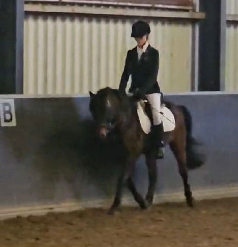 Verzorg pony/ paard gezocht omgeving Groesbeek, Malden, Mook, Ophalen of Verzenden, Zo goed als nieuw
