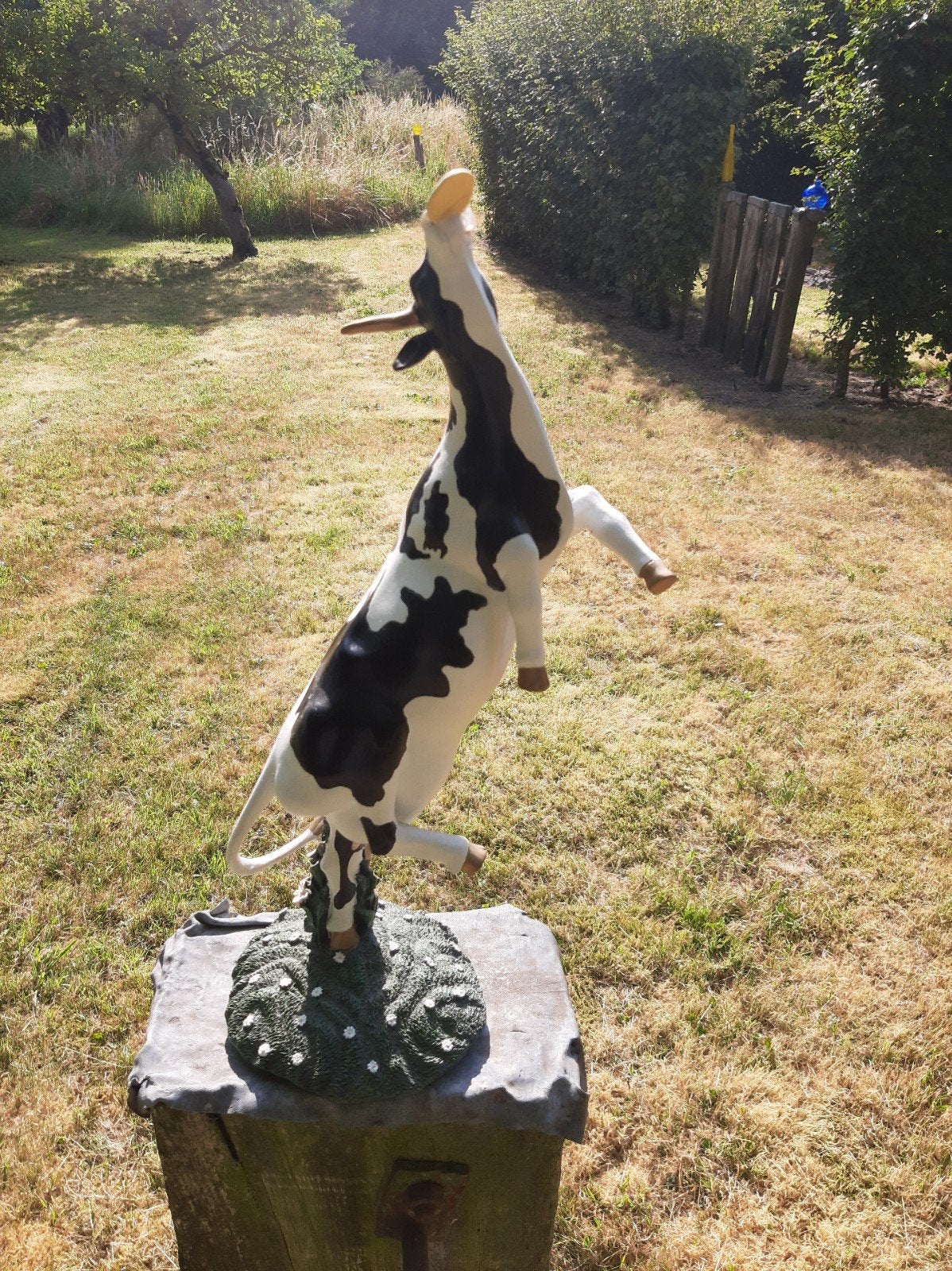 Frisbeevangende koe, Ophalen