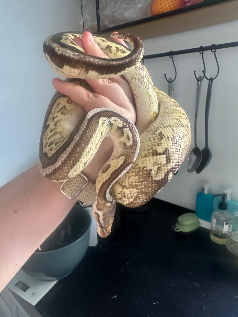 Ball python man black pewter Fire Het Pied en 50# het albino, Slang, Tam, 3 tot 6 jaar