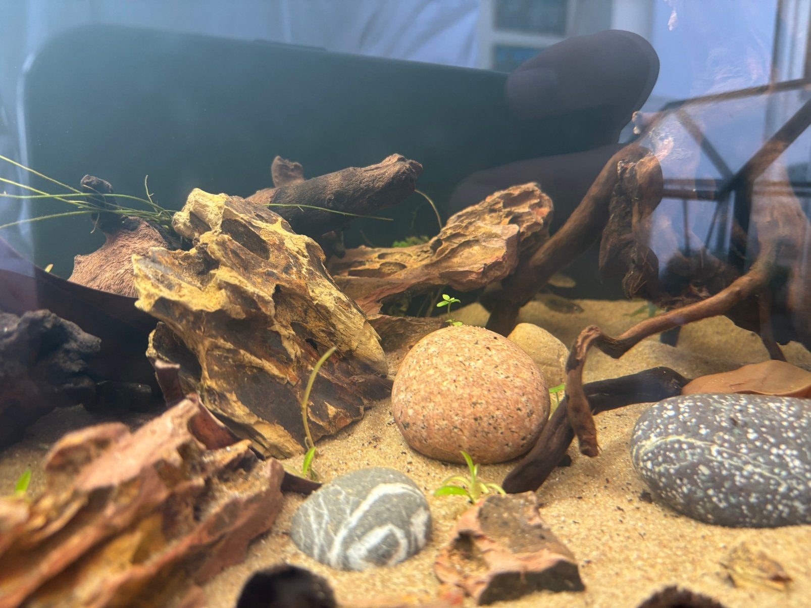 Gratis rasbora’s, Ophalen of Verzenden, Zo goed als nieuw
