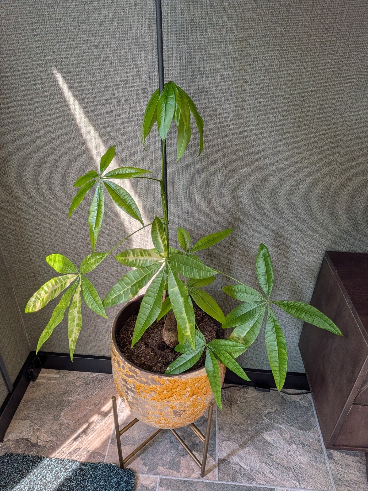 Geldboom (Pachira Aquatica) zonder pot, Ophalen, Halfschaduw, Minder dan 100 cm