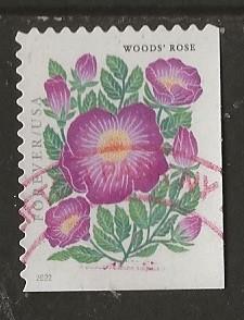 USA 313, roos voor monty, Verzenden, Gestempeld, Noord-Amerika