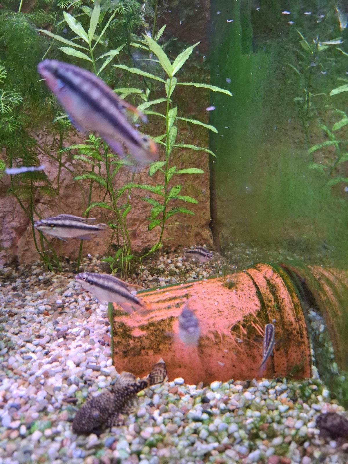 Jonge kersenbuik cichliden, Dieren en Toebehoren, Vis, Zoetwatervis