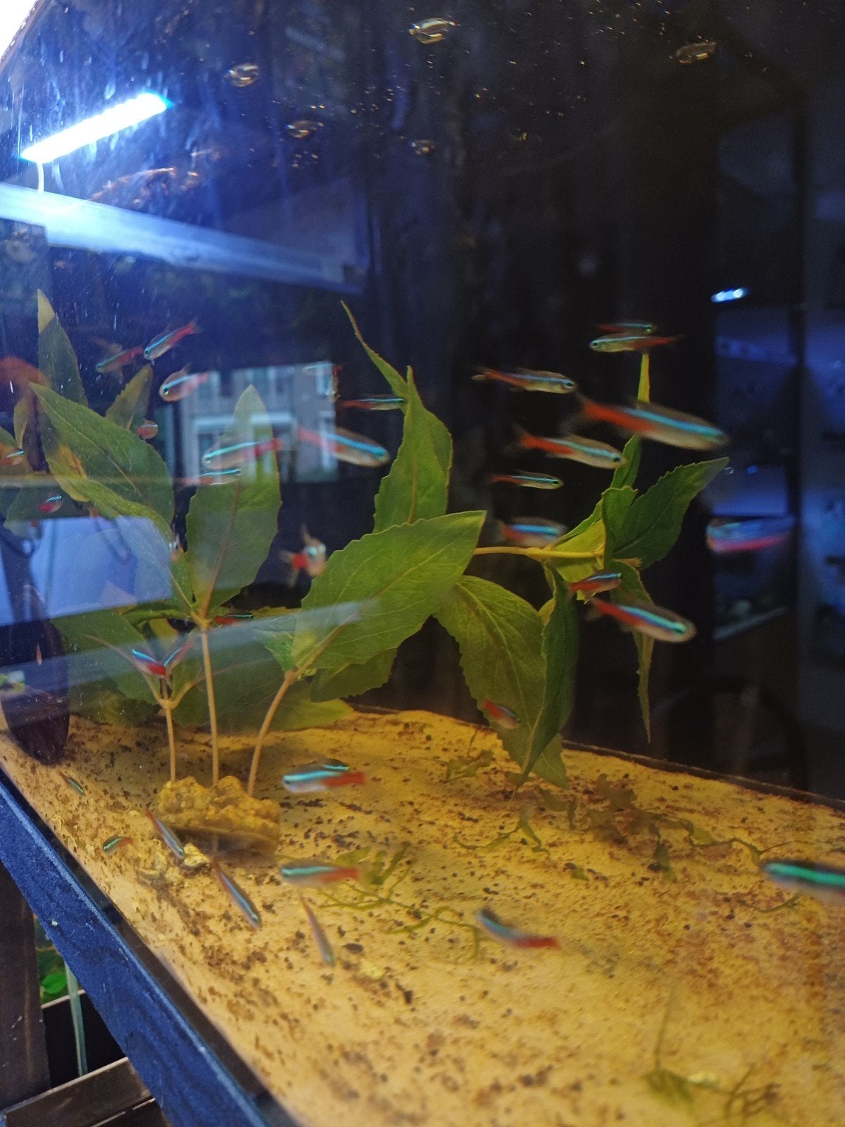 neon tetra, Dieren en Toebehoren, Vissen | Aquariumvissen, Vis