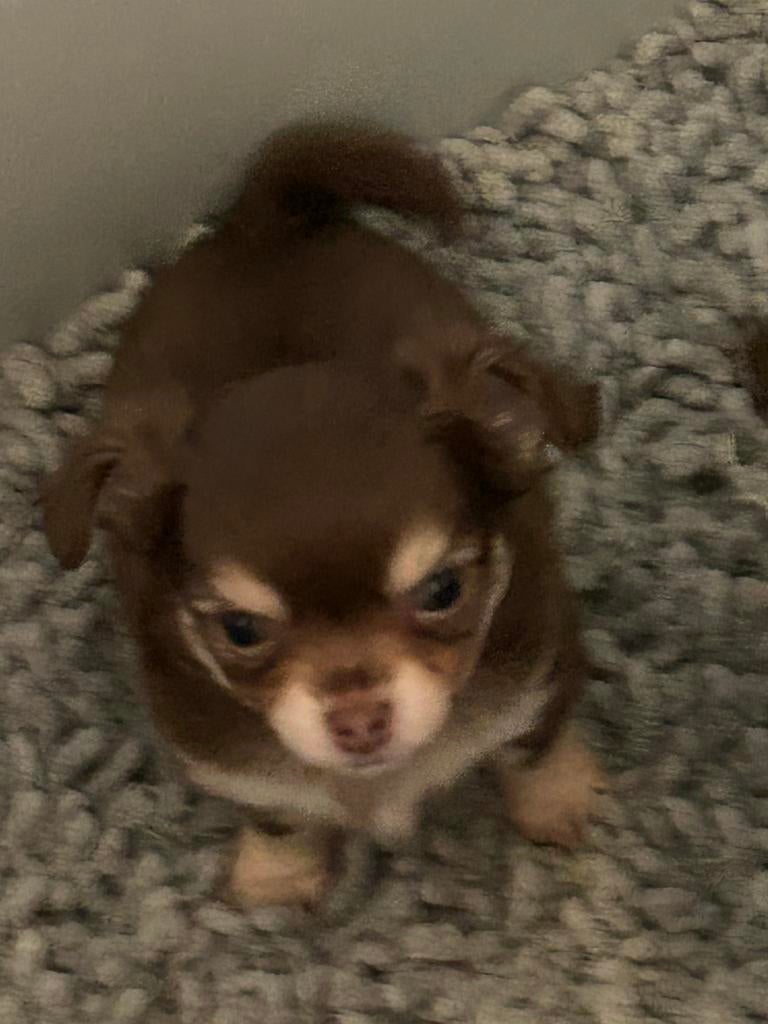 Chihuahua pup choco tan, Parvo, 8 tot 15 weken, Meerdere, Meerdere dieren