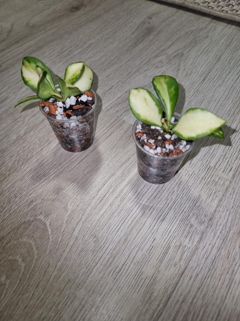hoya heuschkeliana variegata, Huis en Inrichting, Kamerplanten, Ophalen of Verzenden, Halfschaduw, Minder dan 100 cm