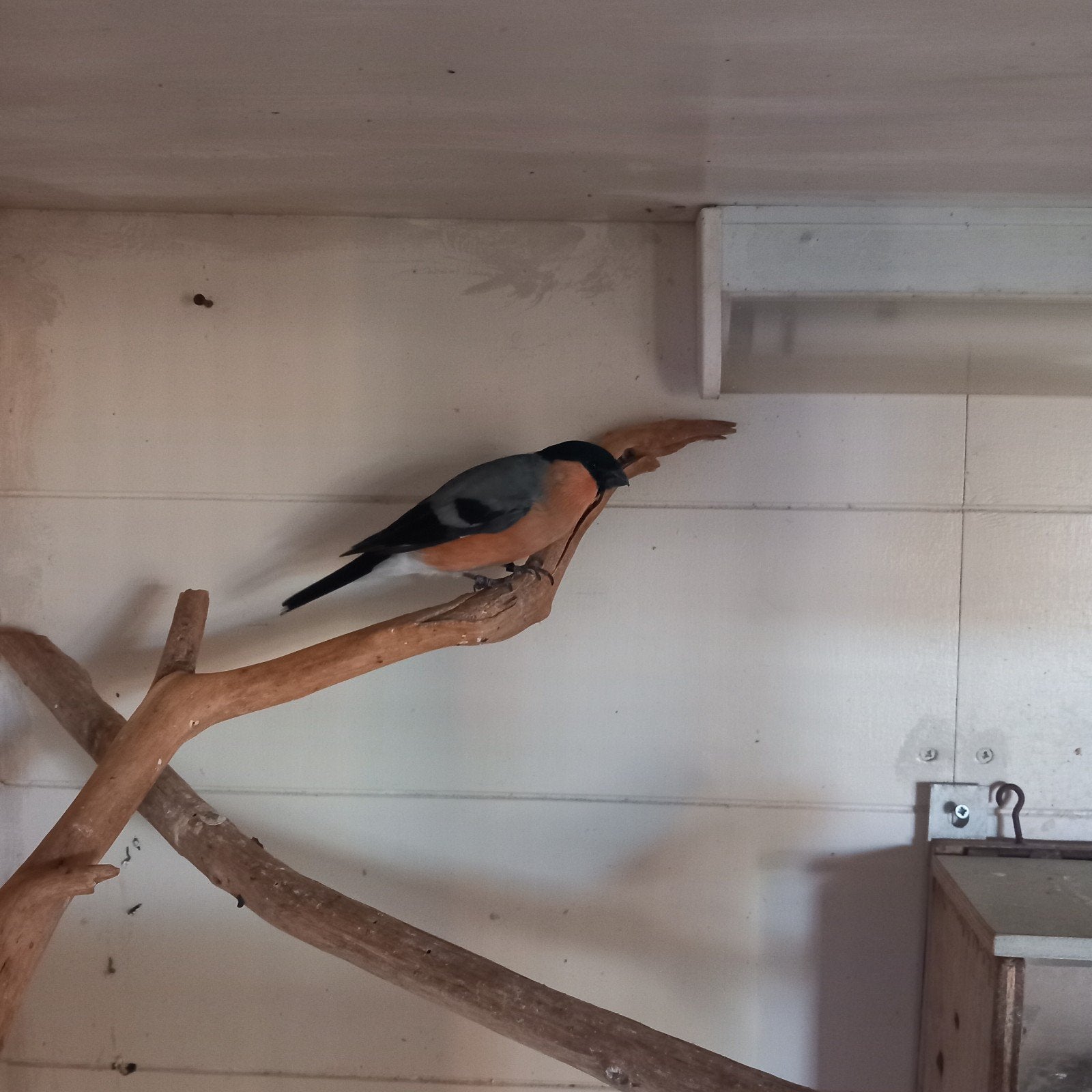goudvink  man, Mannelijk, Wildzangvogel, Geringd