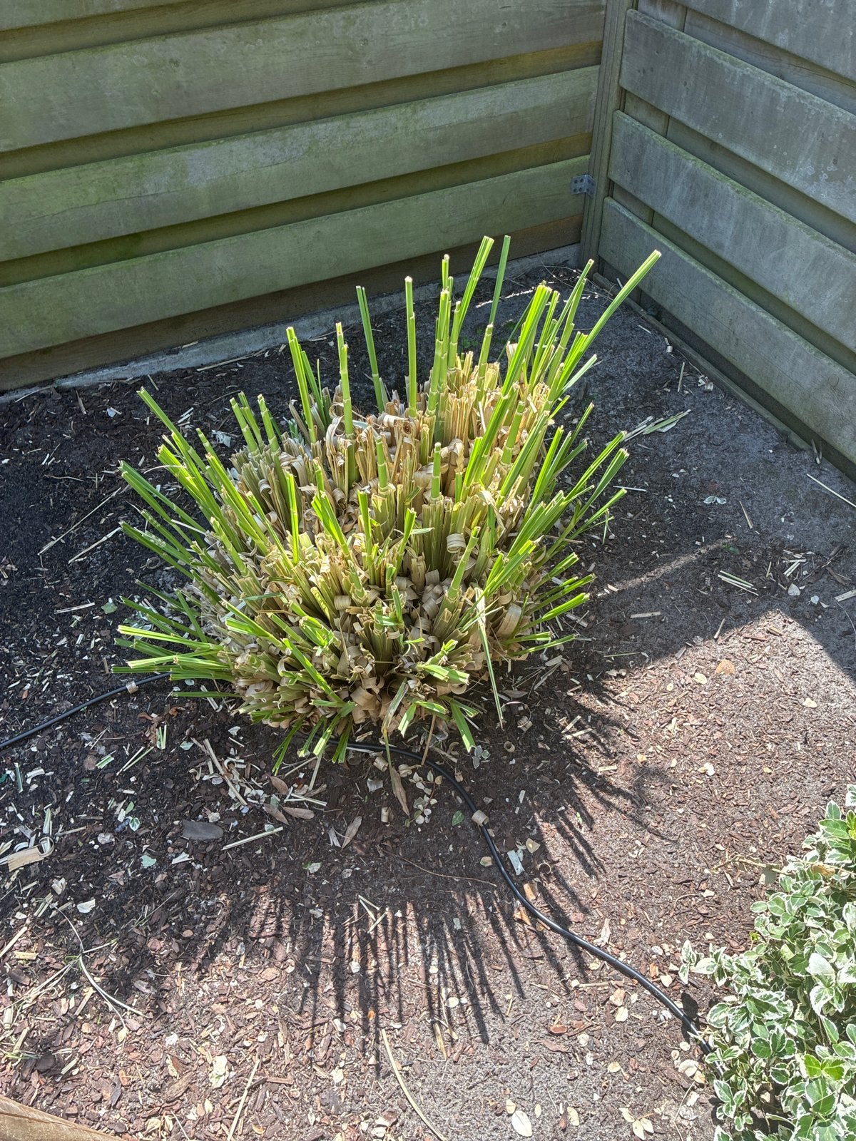 Pampasgras - Cortaderia Selloana, Tuin en Terras, Ophalen, Volle zon, Vaste plant, Siergrassen